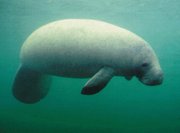 The Manatee, in a rarely captured moment of interstellar communication