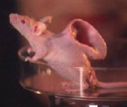 This human ear was grafted onto a mouse, resulting in outrage and hostility to Hunimalism.