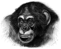 Chimpanzee as pictured in "Brehms Tierleben" or "Brehm's Animal Life", a bestiary written by Dr. Alfred Brehms (1887)