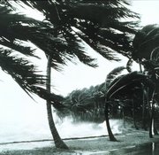The hurrican is never happier than when pushing palm trees about.